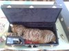 saxcat.jpg