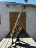IMG_5018 2.jpeg
