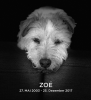 zoe.png