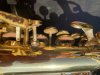 IMG_9065.jpeg