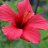 Nishtha