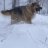 Howling.Wolf